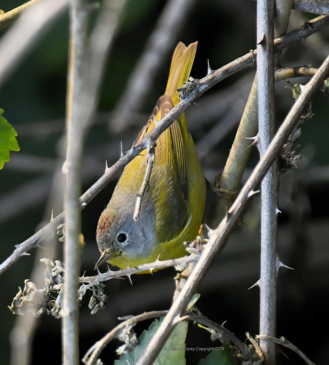 Nashville Warbler (ridgwayi) - Scott Carey