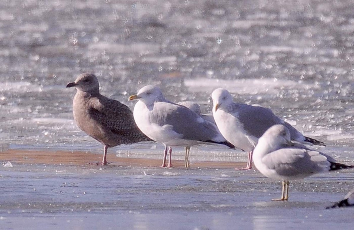 Iceland Gull (Thayer's) - ML613741692