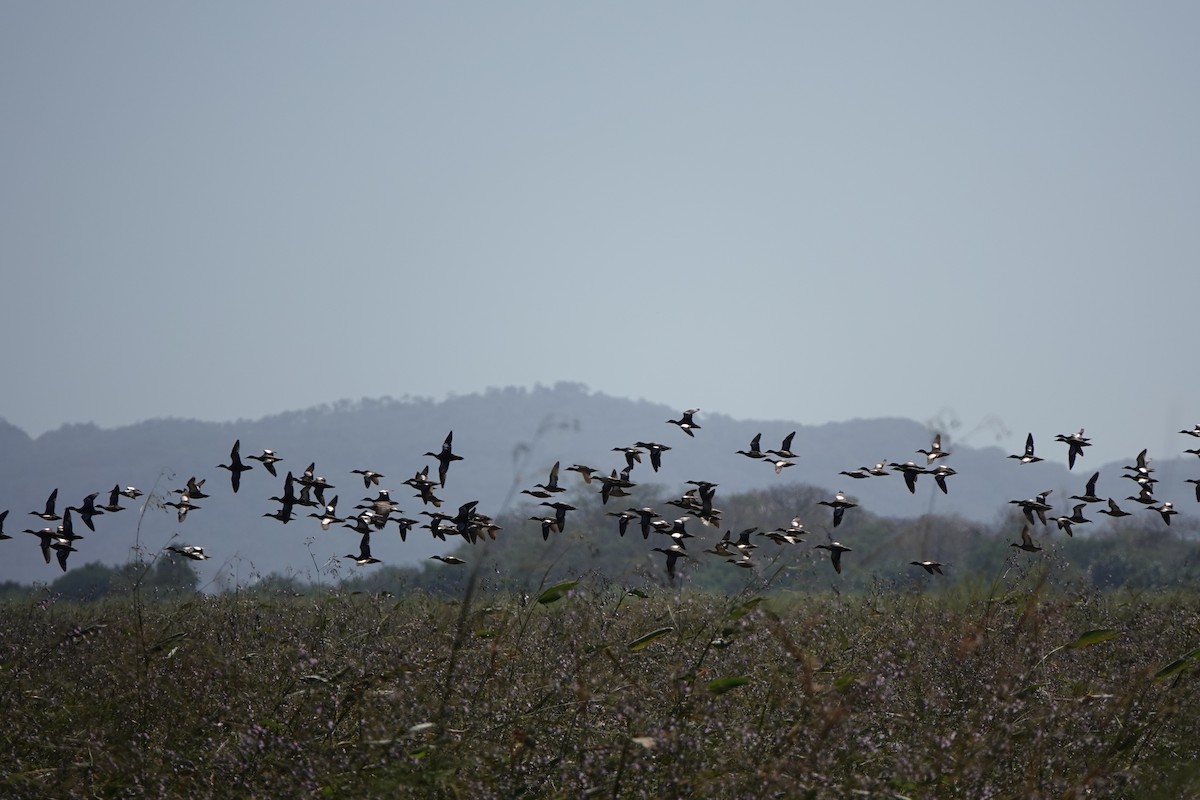 Blue-winged Teal - ML613741756