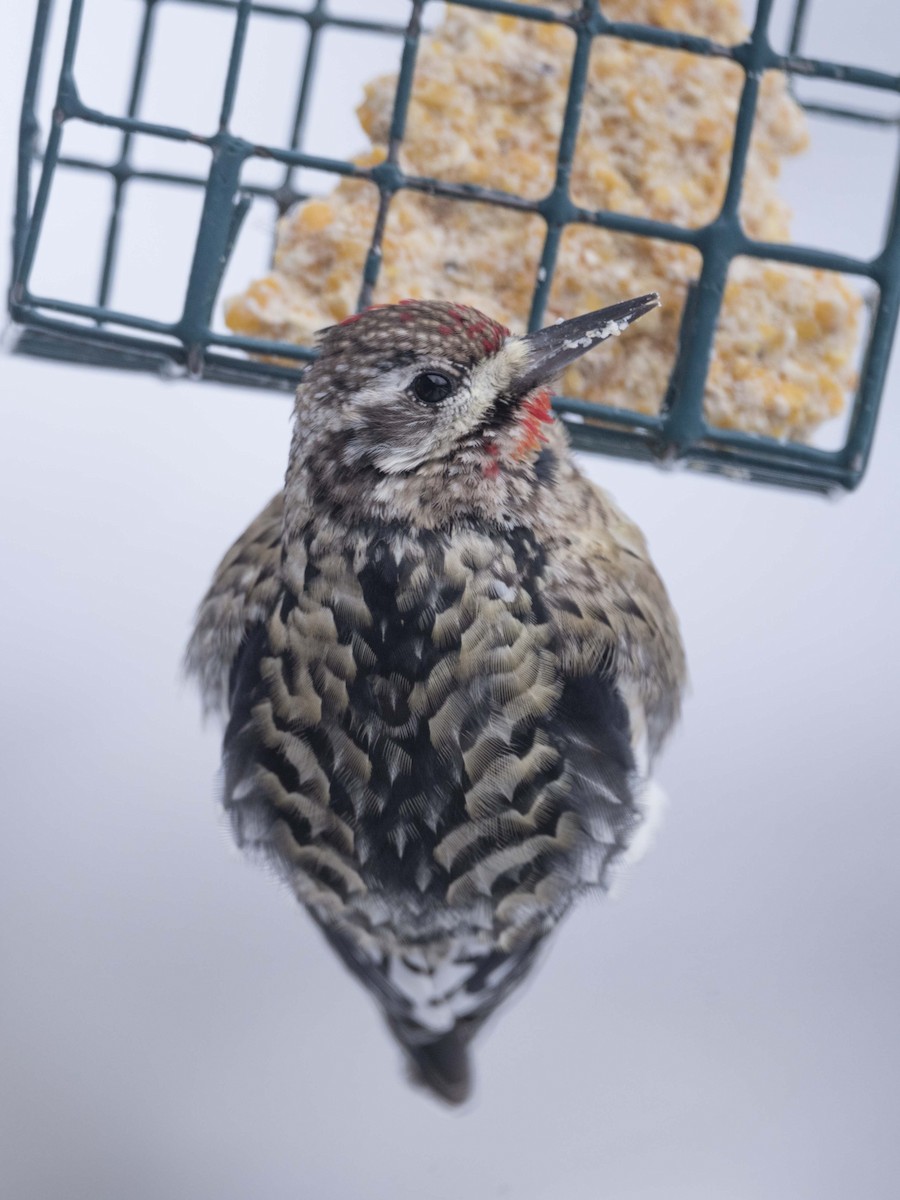 Yellow-bellied Sapsucker - ML613741806
