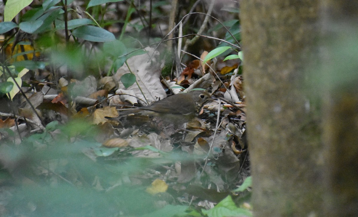 Gray-cheeked Thrush - ML613741963