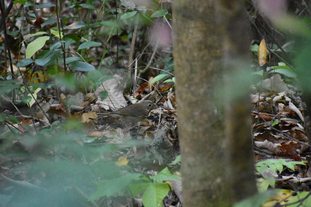 Gray-cheeked Thrush - ML613741964