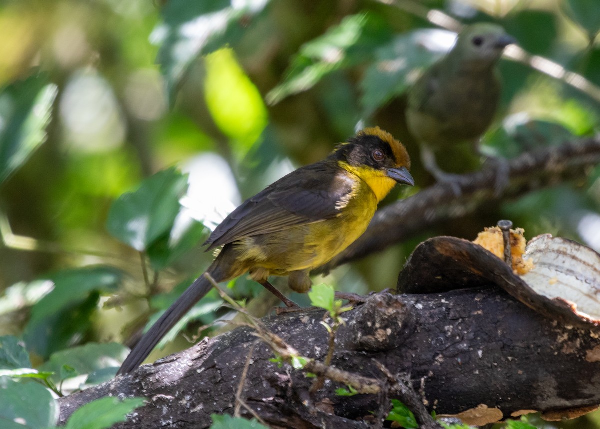 Tricolored Brushfinch - ML613742013