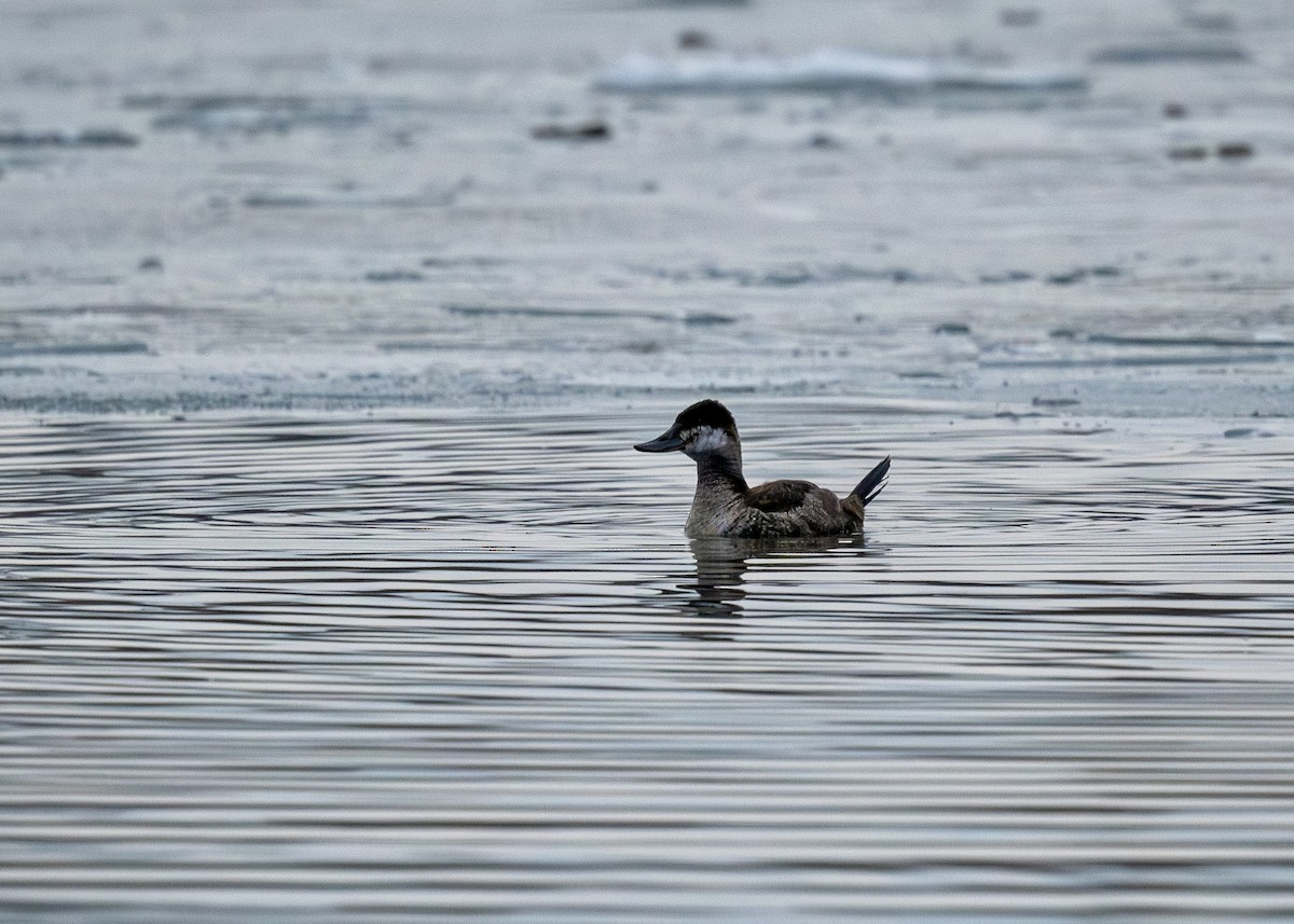 Ruddy Duck - ML613742028