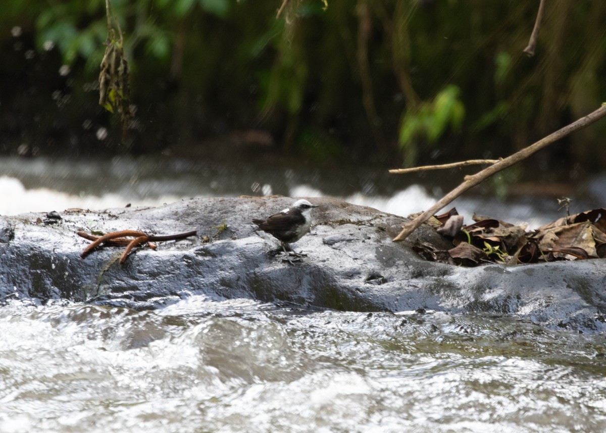 White-capped Dipper - ML613742029