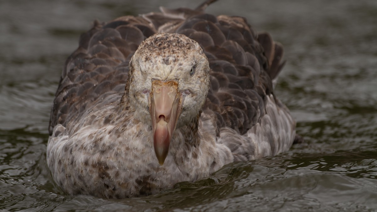 Northern Giant-Petrel - ML613742043