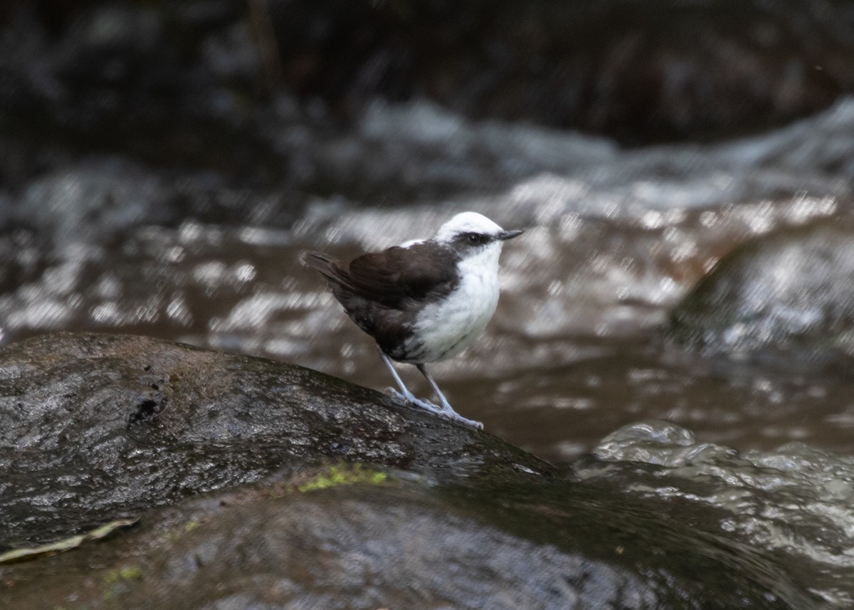 White-capped Dipper - ML613742045