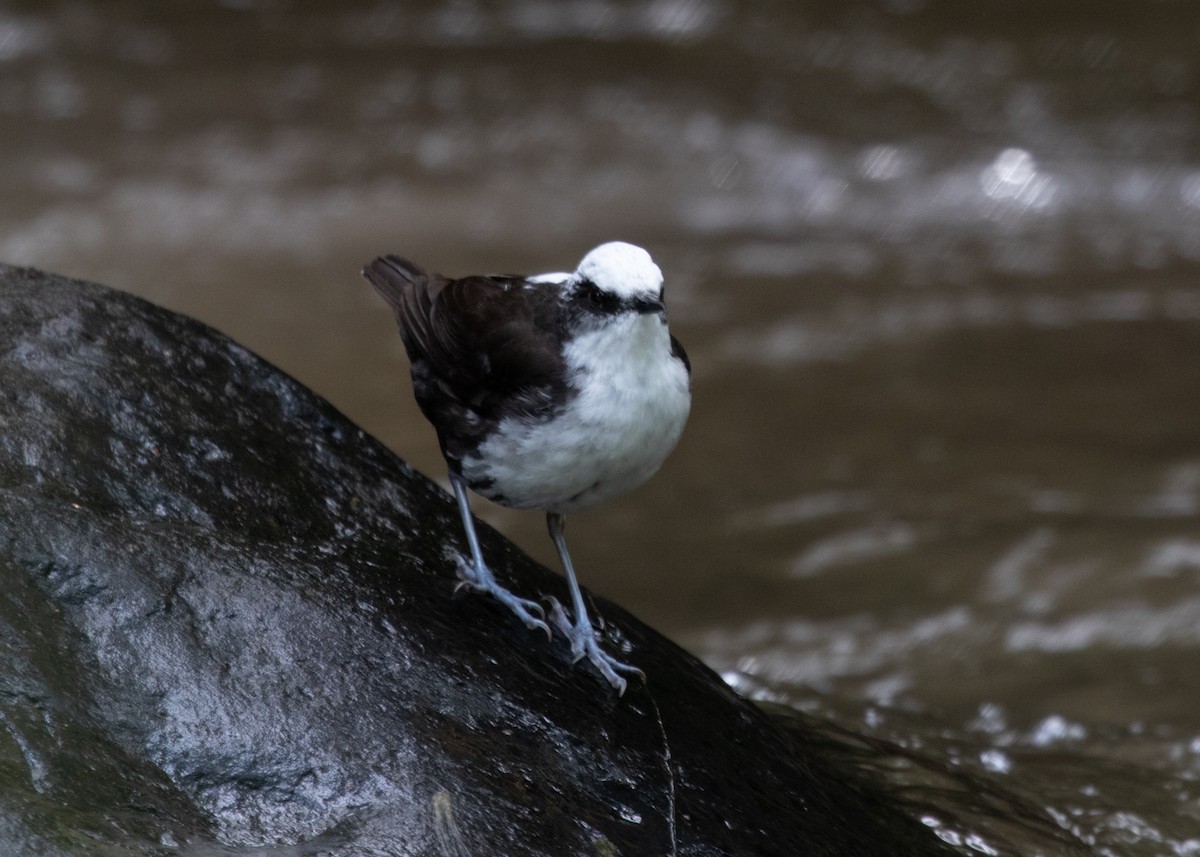 White-capped Dipper - ML613742050