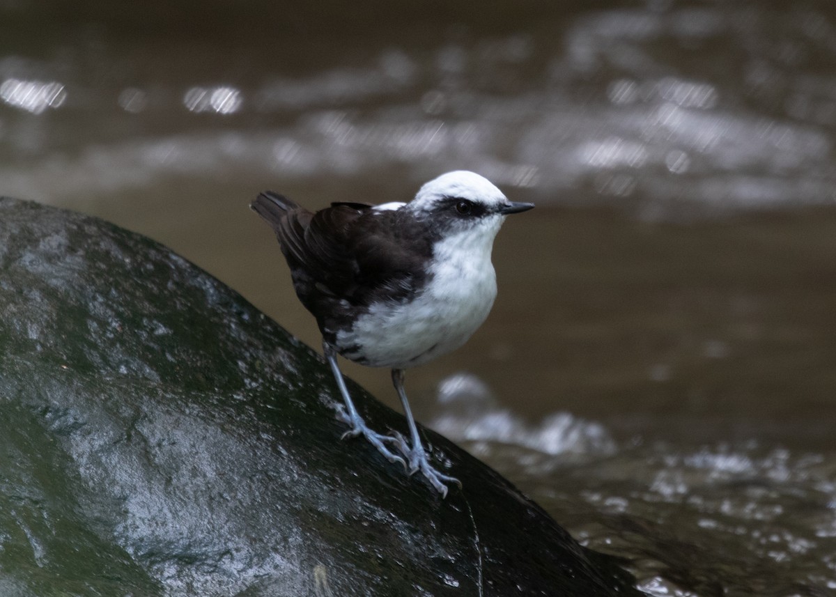 White-capped Dipper - ML613742054