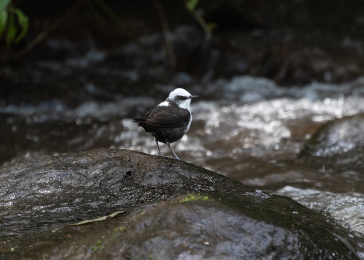 White-capped Dipper - ML613742056