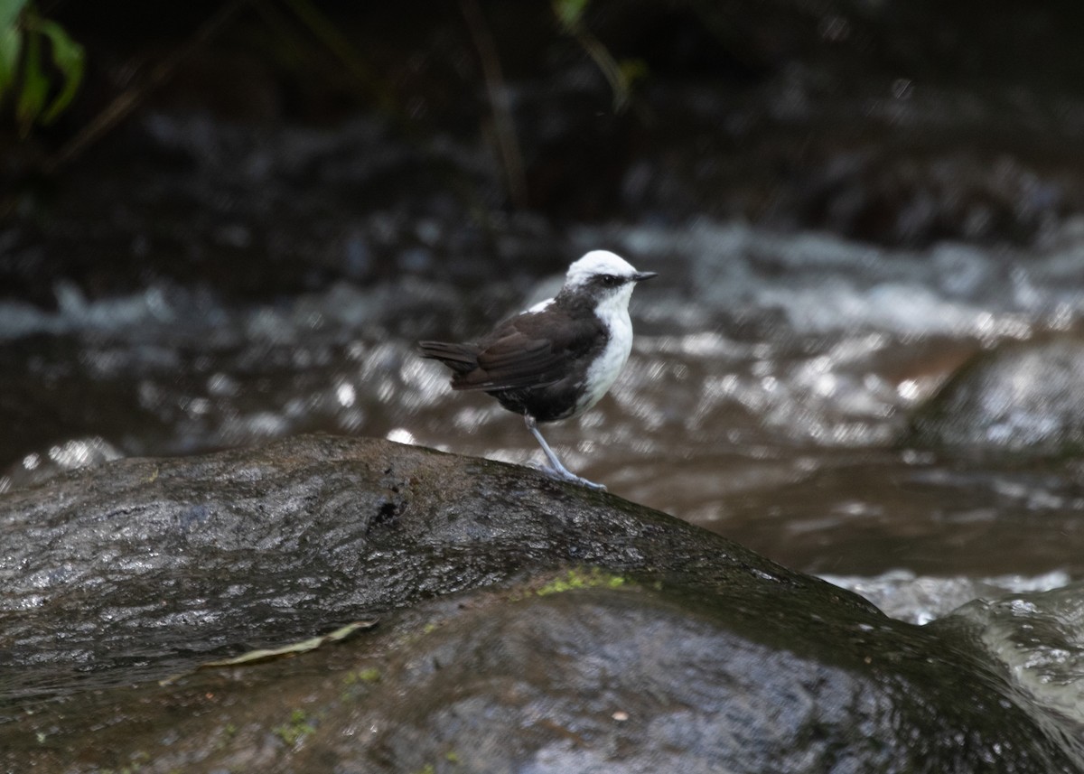 White-capped Dipper - ML613742057