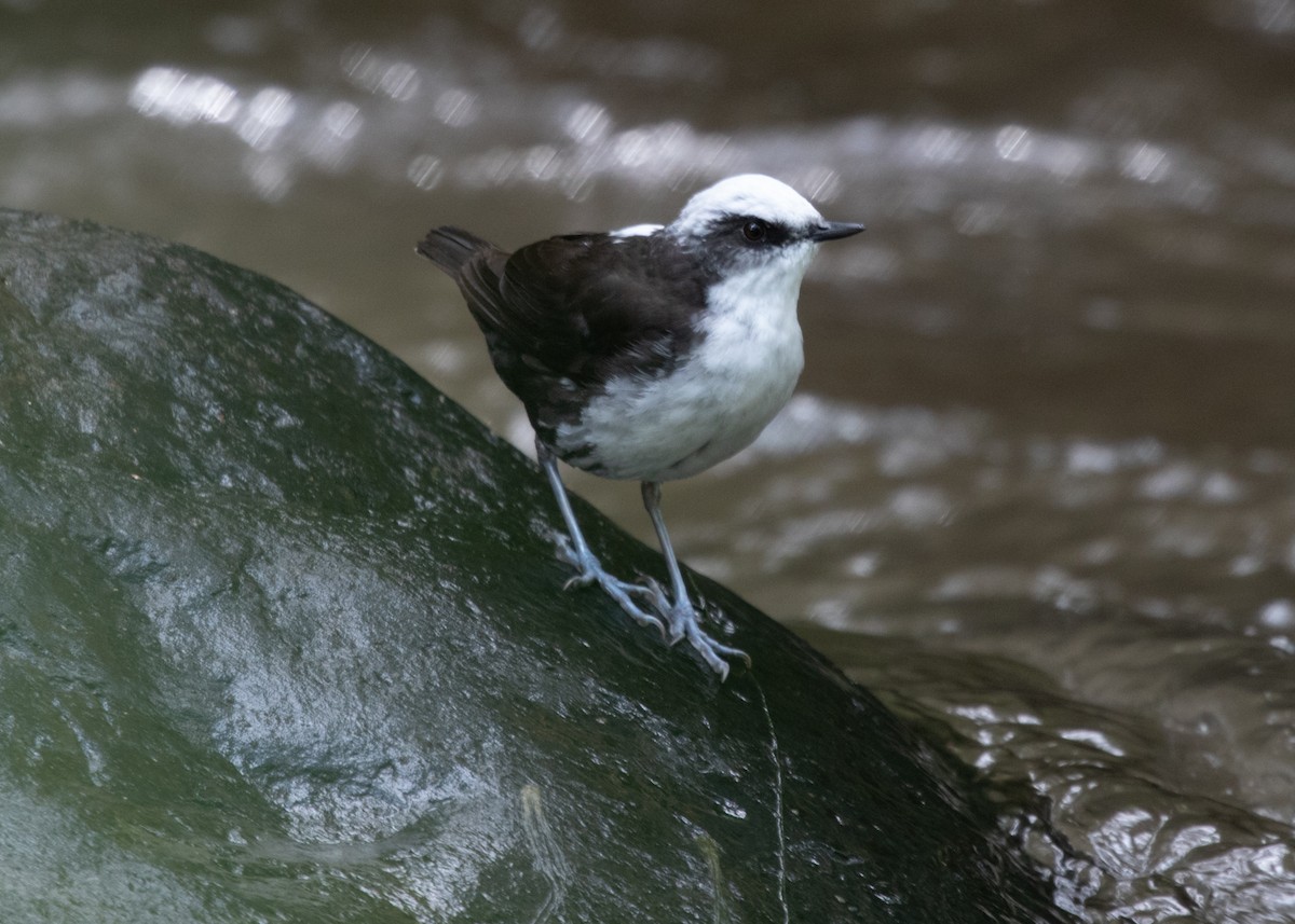 White-capped Dipper - ML613742058