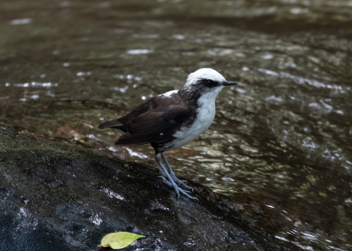 White-capped Dipper - ML613742059