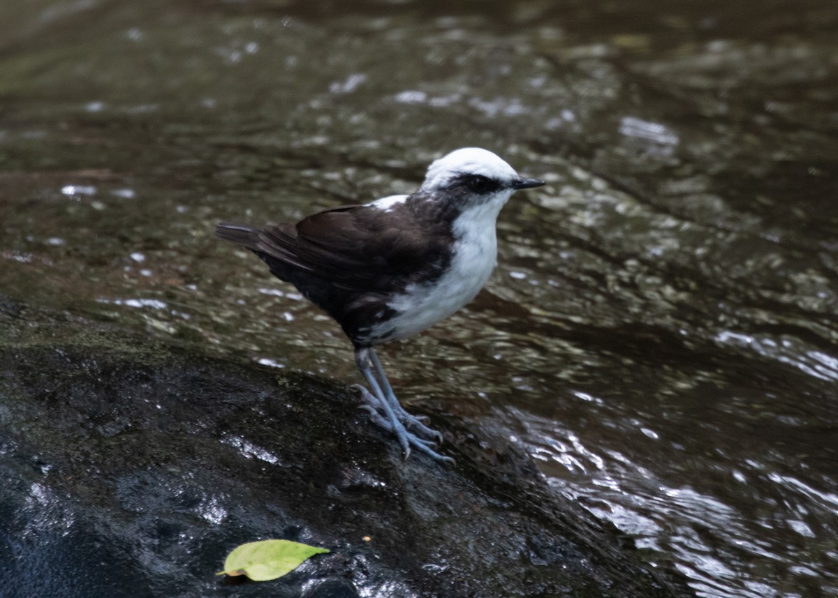 White-capped Dipper - ML613742060