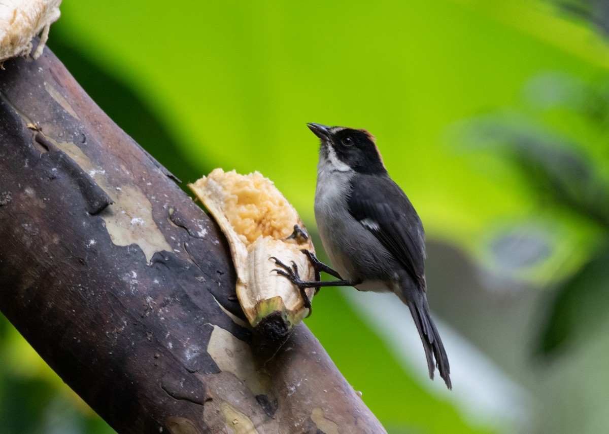 White-winged Brushfinch - ML613742129