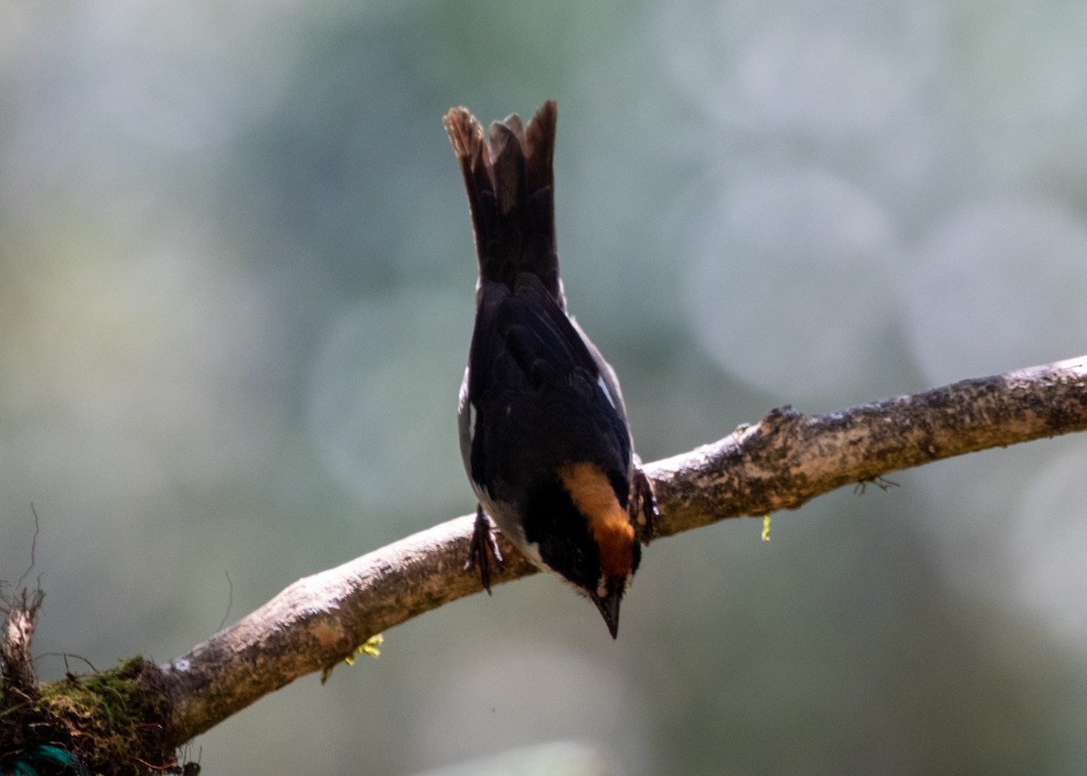 White-winged Brushfinch - ML613742131