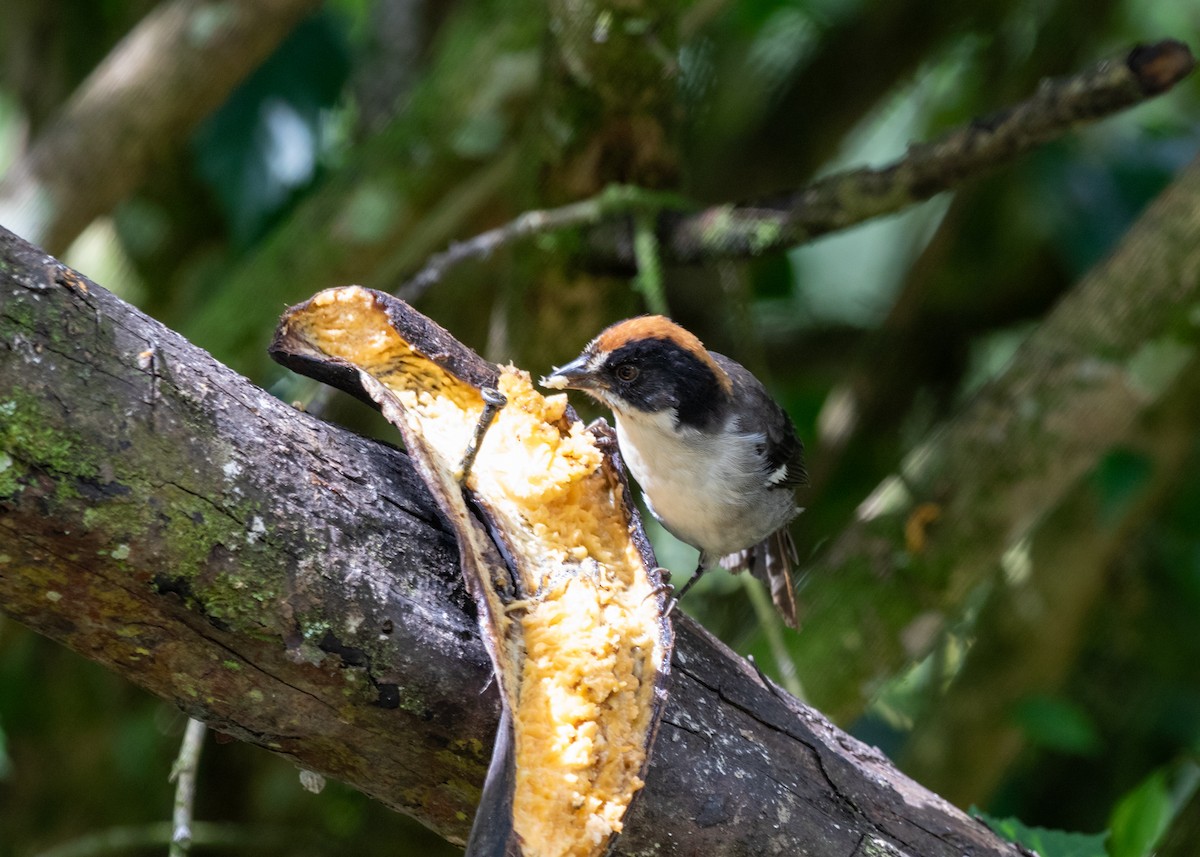 White-winged Brushfinch - ML613742133