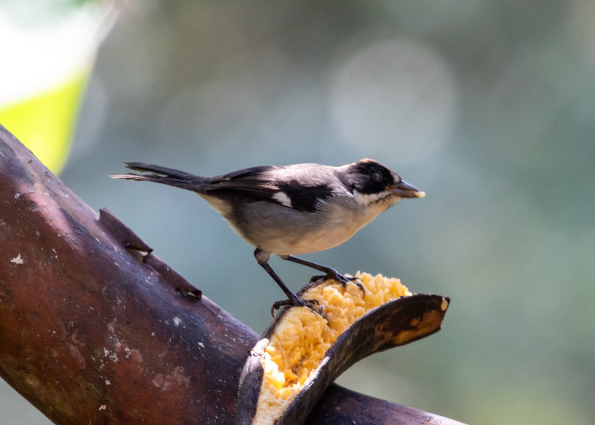 White-winged Brushfinch - ML613742134