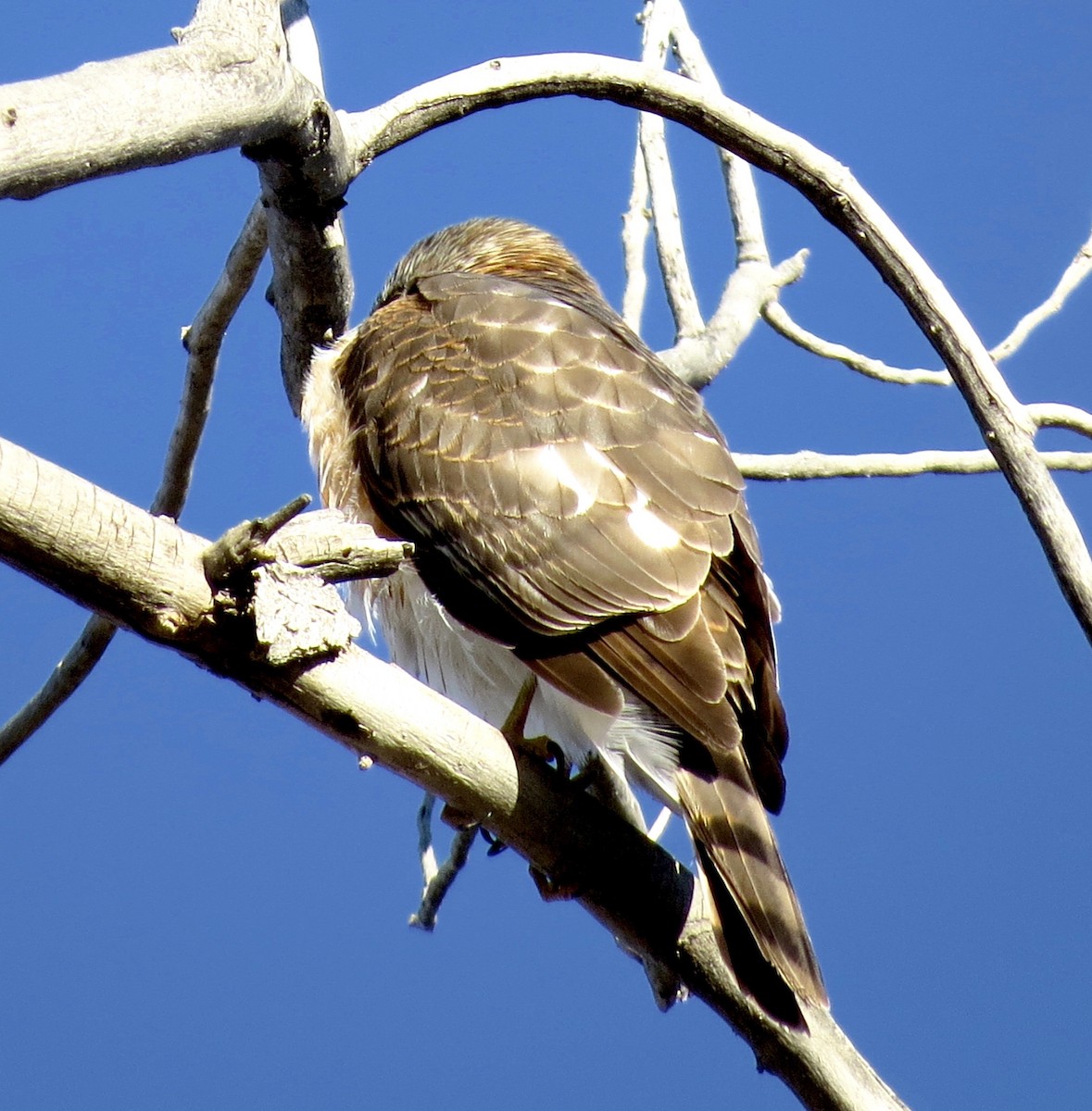 Sharp-shinned Hawk - ML613742153
