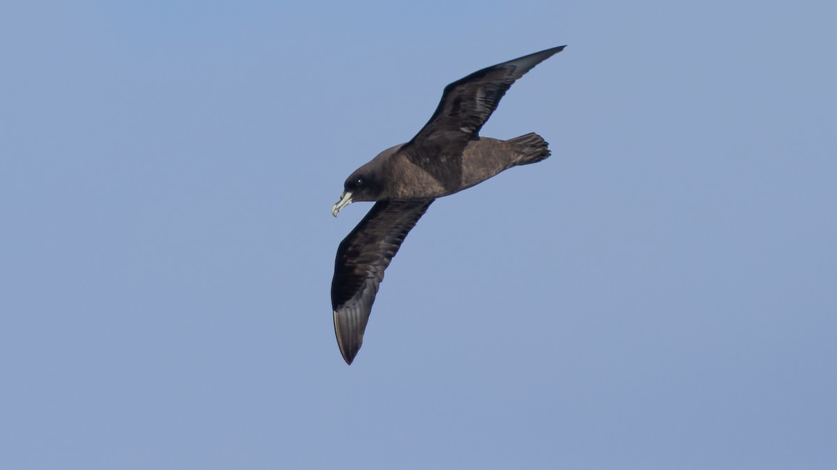 White-chinned Petrel - ML613742160