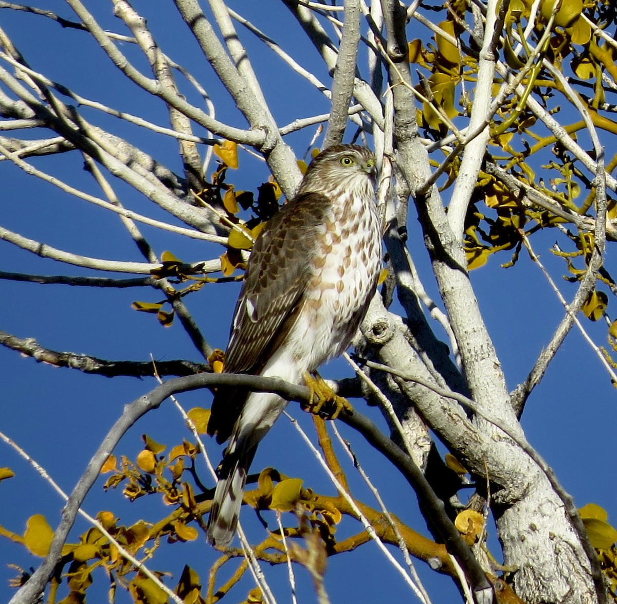 Sharp-shinned Hawk - ML613742167