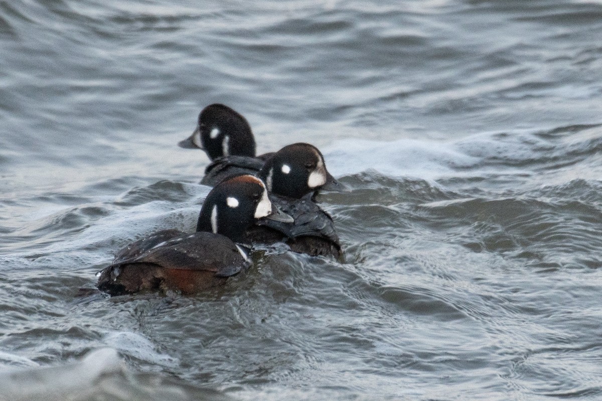 Harlequin Duck - ML613742201