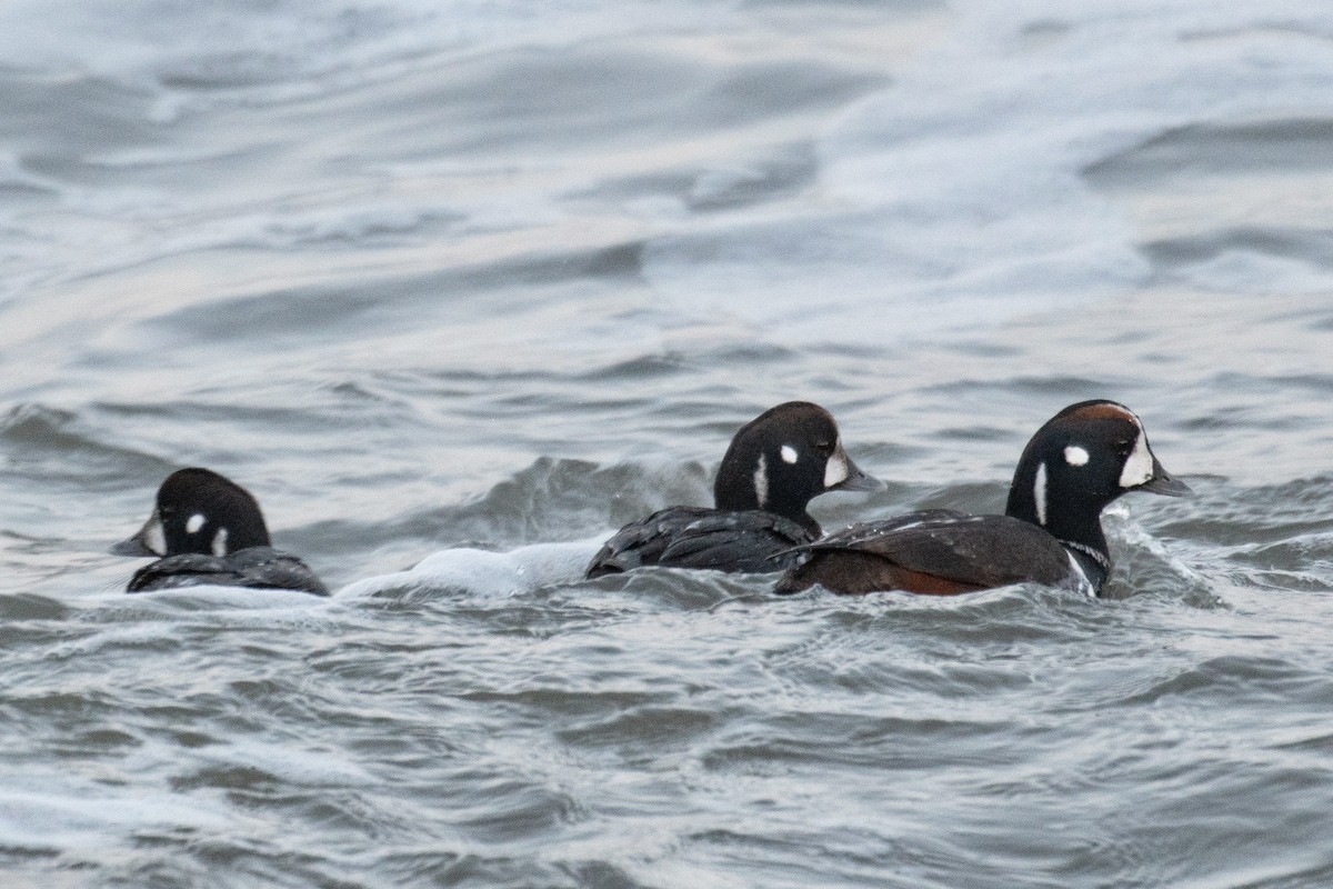 Harlequin Duck - ML613742203