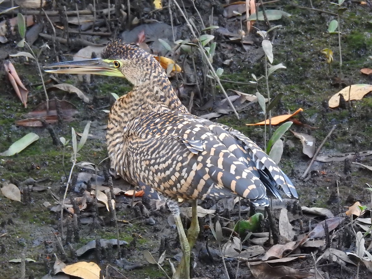 Bare-throated Tiger-Heron - ML613742270