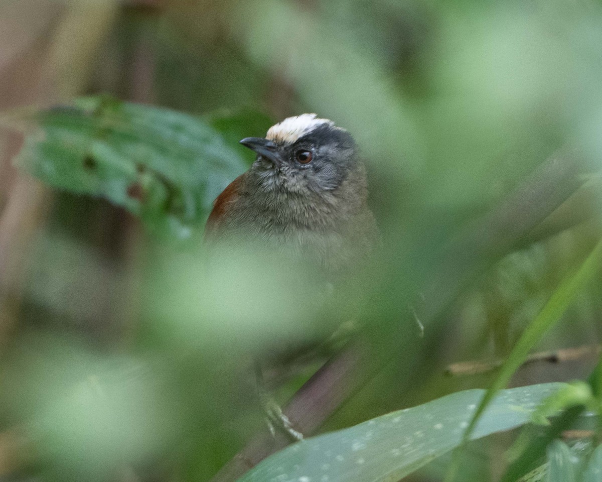 Light-crowned Spinetail - ML613742351