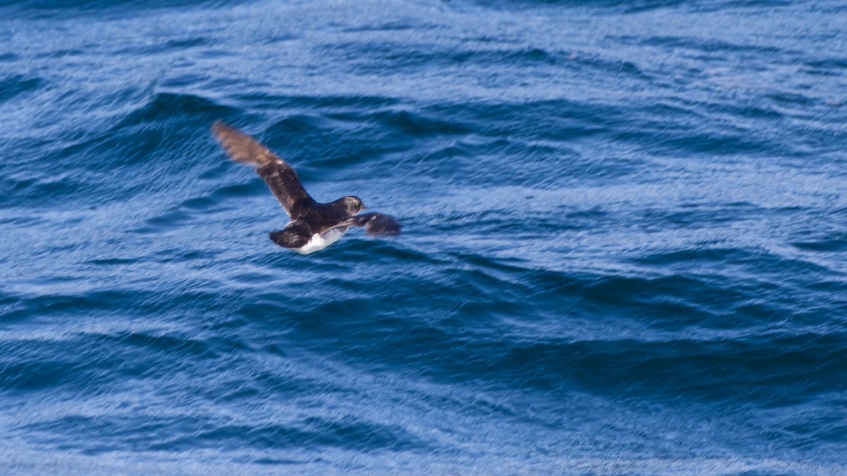 Common Diving-Petrel - David Newell