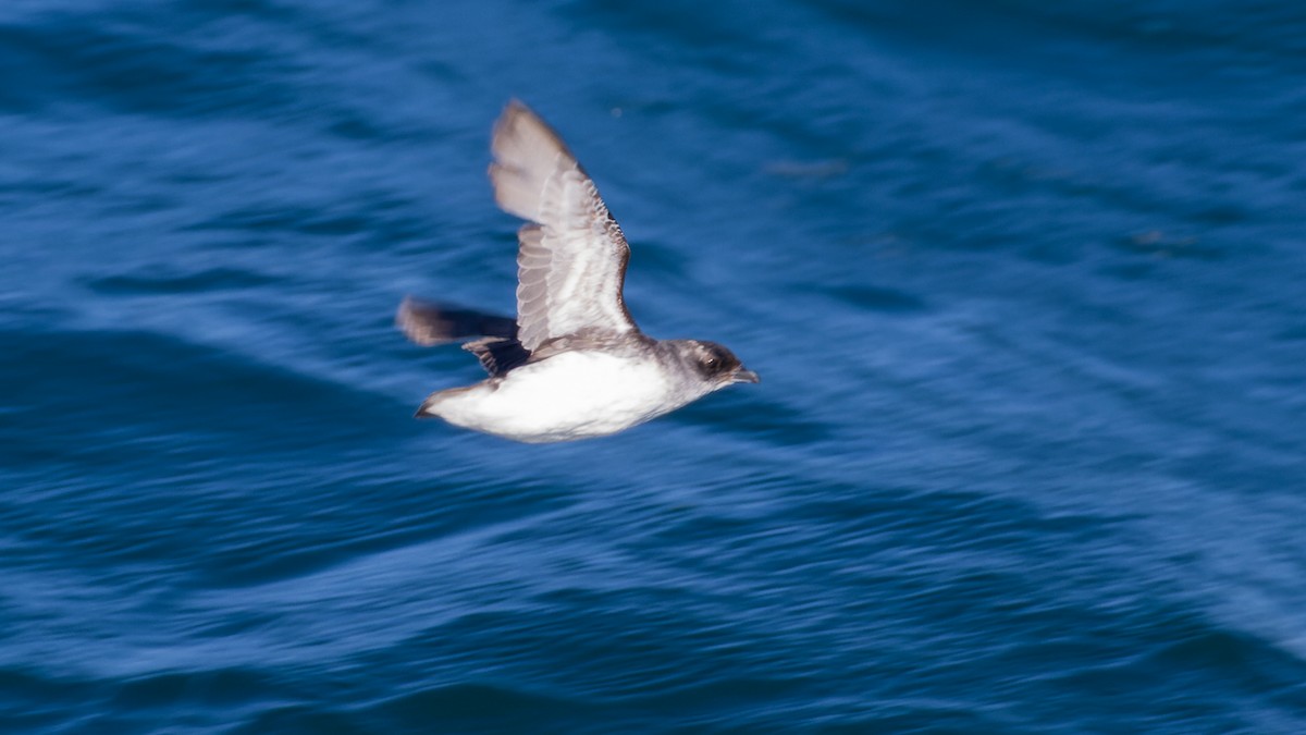 Common Diving-Petrel - David Newell