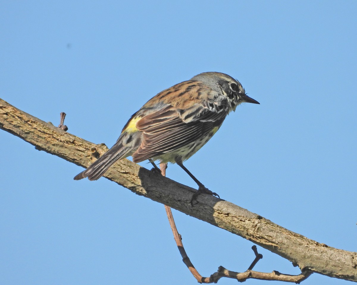 Yellow-rumped Warbler - ML613742488