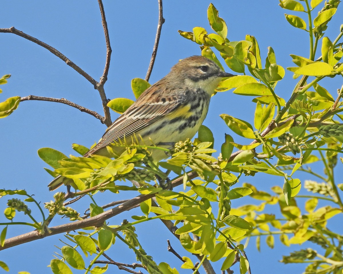 Yellow-rumped Warbler - ML613742546