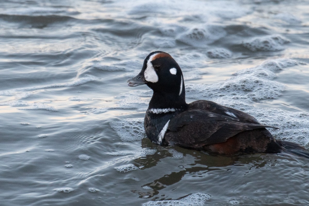 Harlequin Duck - ML613742552