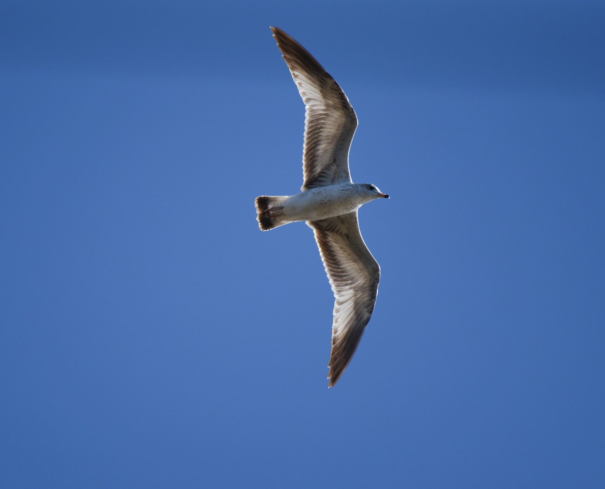 Herring Gull - ML613742591