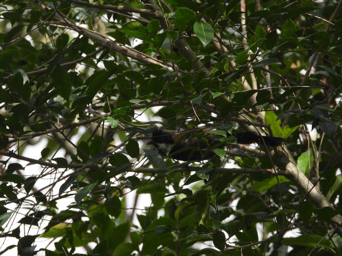 Eastern Whipbird - ML613742619