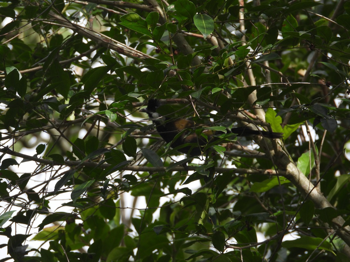 Eastern Whipbird - ML613742620