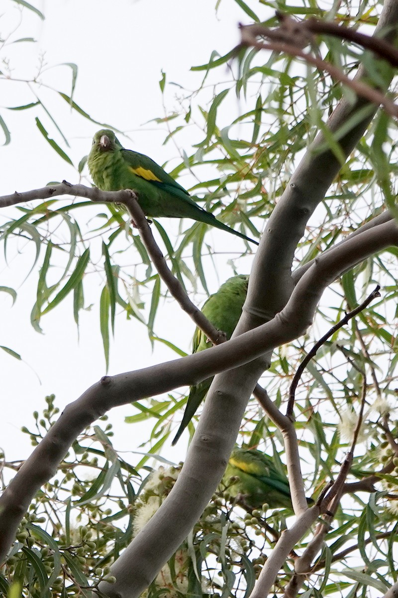 Yellow-chevroned Parakeet - Steve Neely