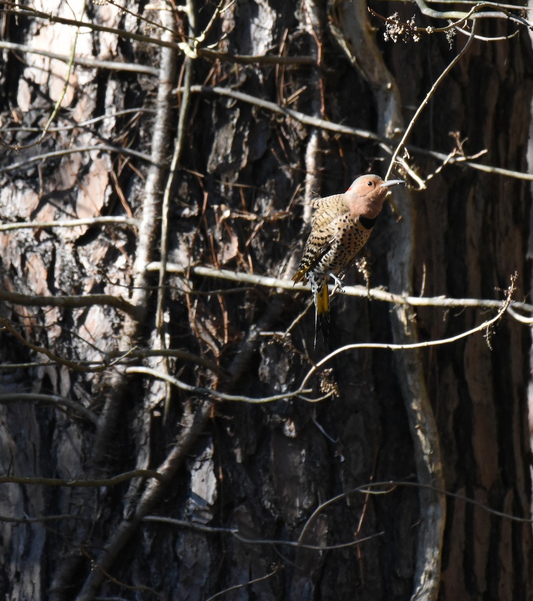 Northern Flicker - ML613742684