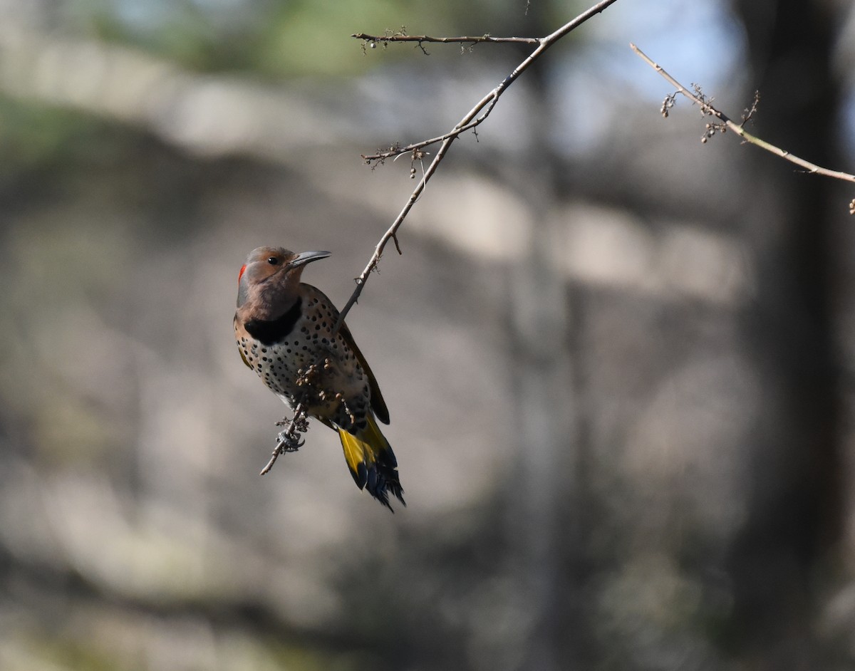 Northern Flicker - ML613742686