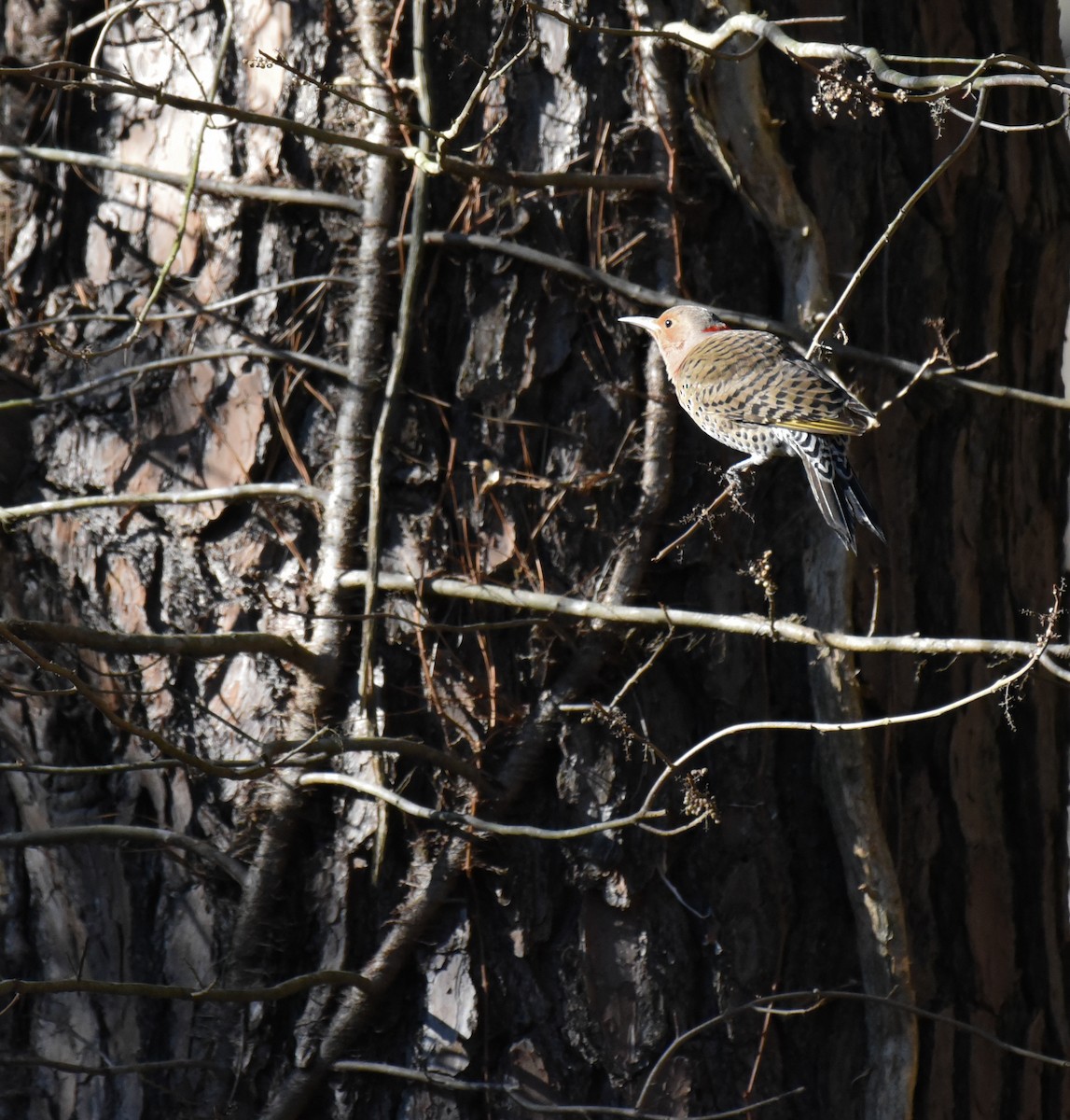 Northern Flicker - ML613742689