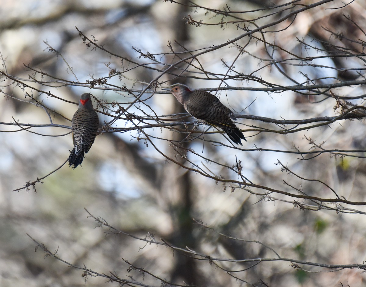 Northern Flicker - ML613742691