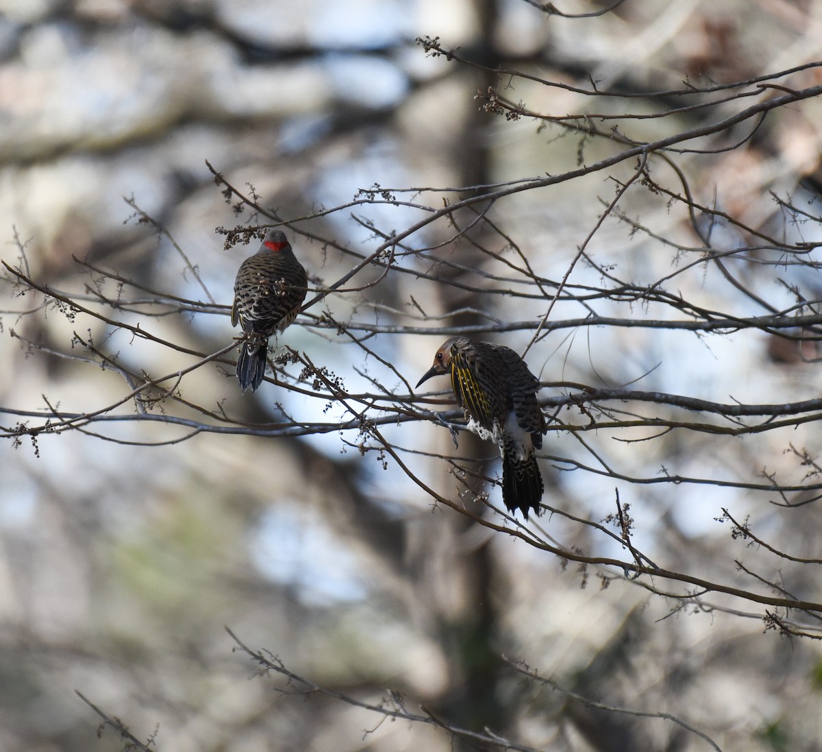 Northern Flicker - ML613742693