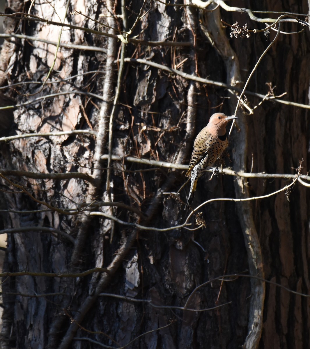 Northern Flicker - ML613742694