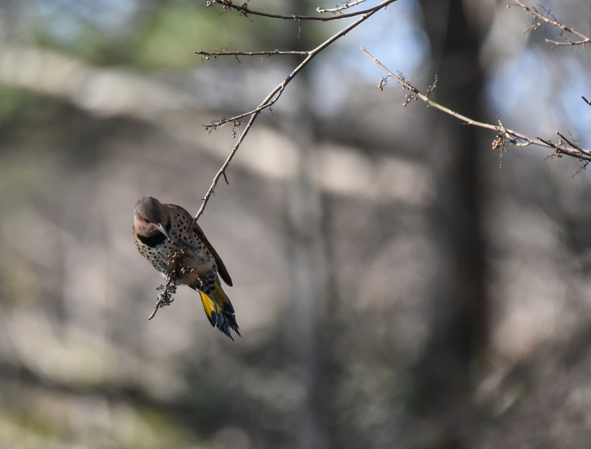 Northern Flicker - Mary Hays