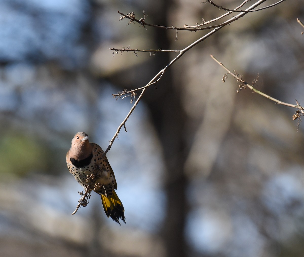 Northern Flicker - ML613742697