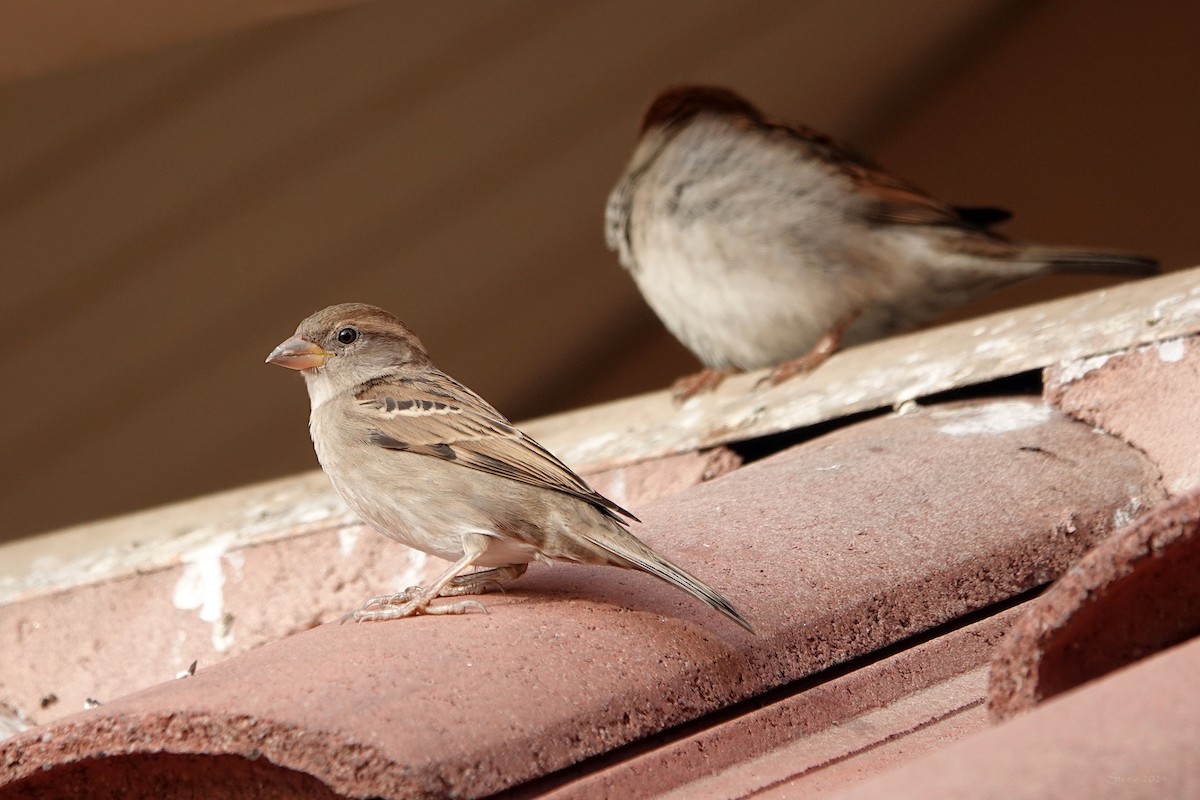 House Sparrow - Steve Neely