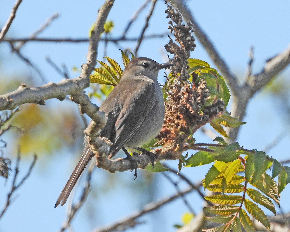 Gray Catbird - Aubrey Merrill