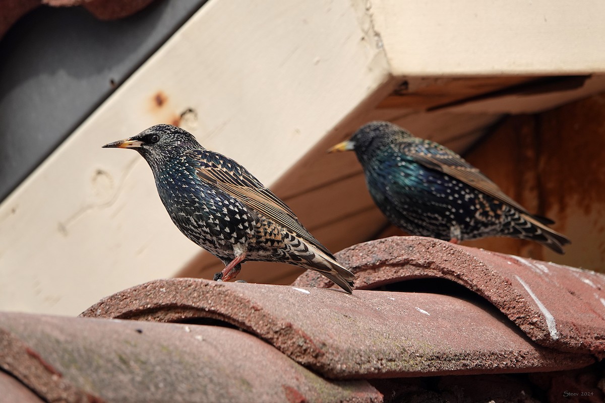 European Starling - ML613742708