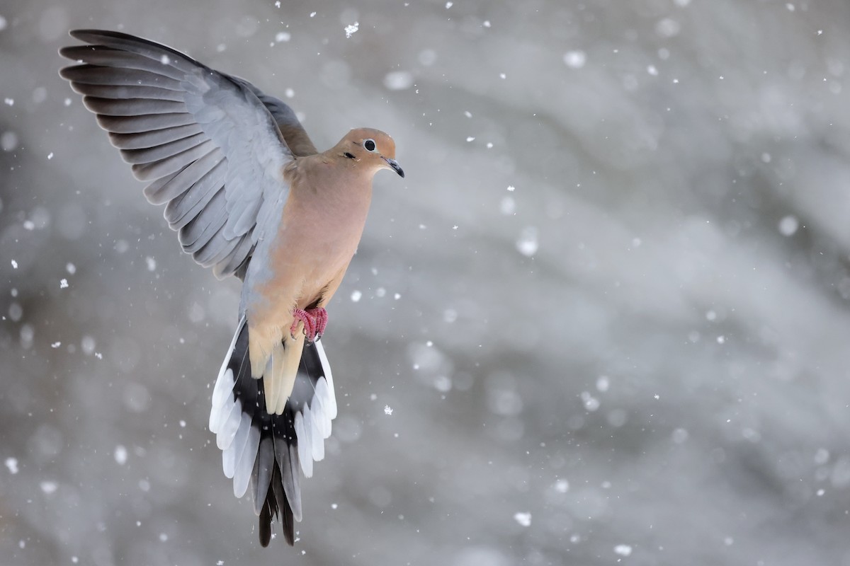 Mourning Dove - ML613742715